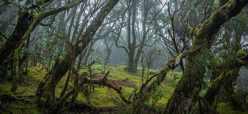 La carretera que lleva al parque nacional de Garajonay a es una de las carreteras más espectaculares de Esapaña