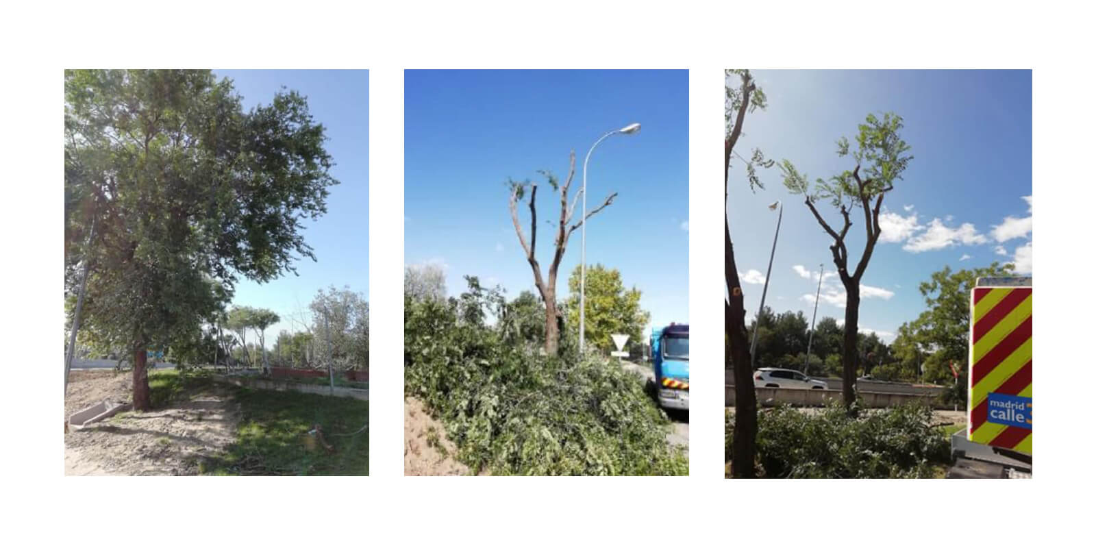  Ejemplo de poda arbórea (Olmos, Chopos, Plataneros.) 