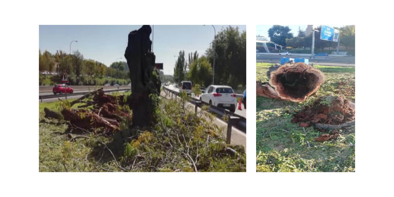 Ejemplo de tala por árbol enfermo Ejemplo de tala por árbol enfermo